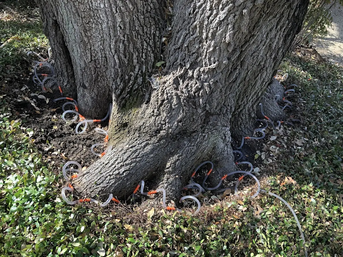 Detailed Tree Cabling and Bracing job site in Mohnton