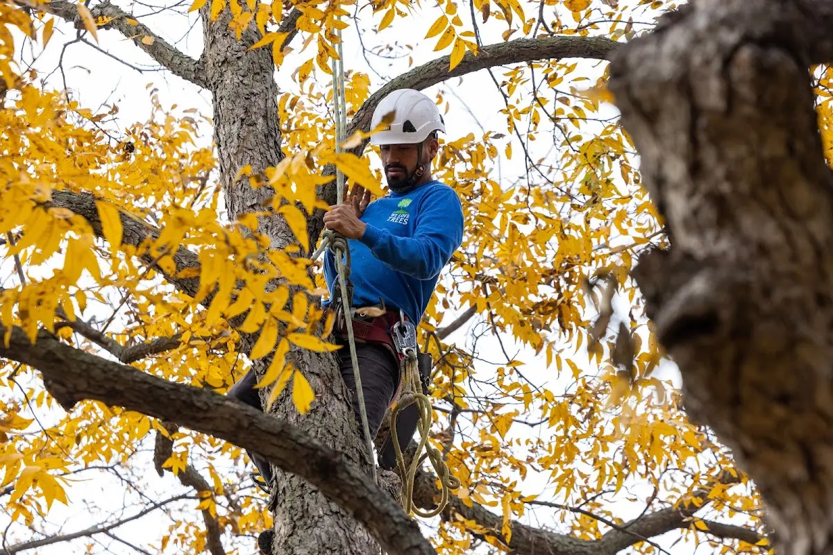 Skilled Tree Planting crew working in Mohnton