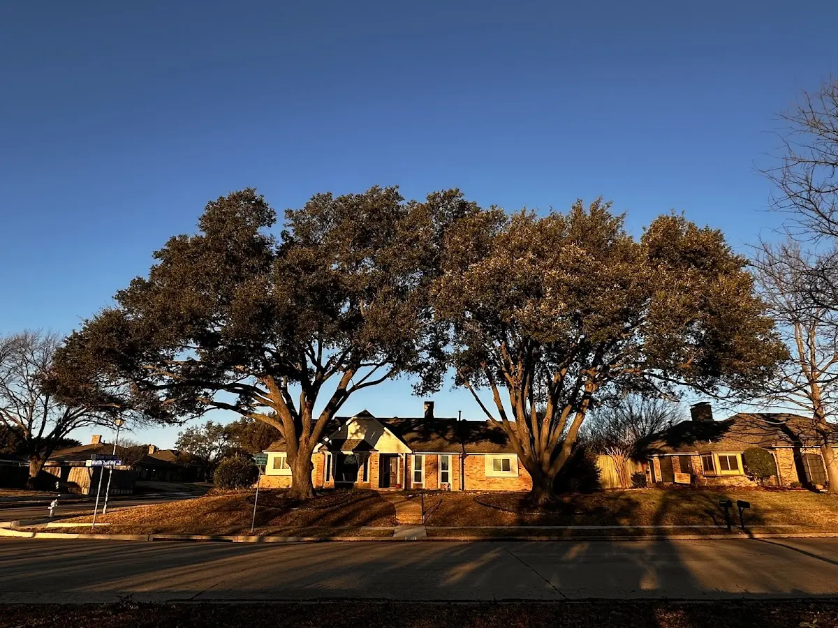 Established residential canopy tree shading a home in Mohnton